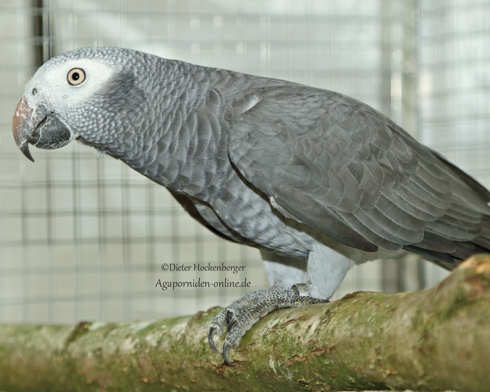 AZ-LGS-2024-Mittlere-Großpapageien-M. Schwizler-21945-mit-Graupapageien wildfarbig