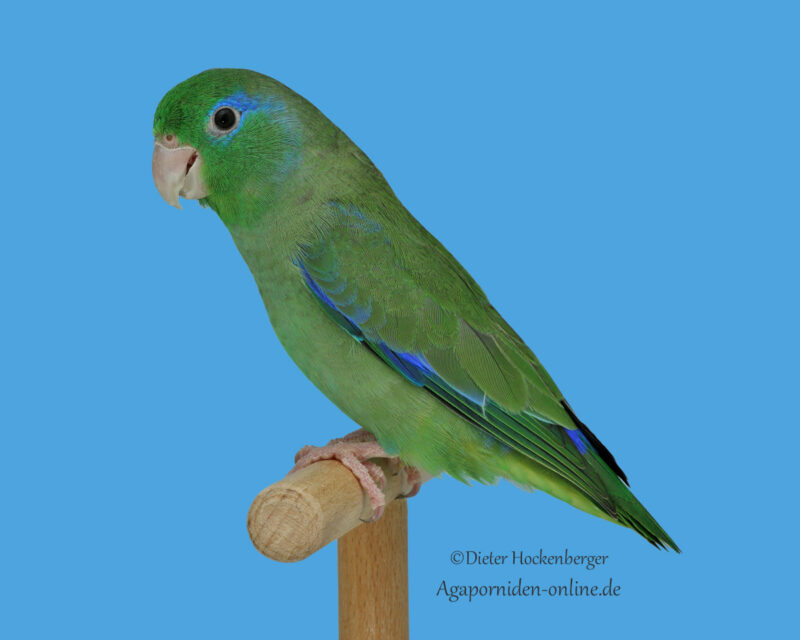 Ein Augenring-Sperlingspapagei sitzt auf einer Stange vor einem ruhigen, blauen Hintergrund. Sein markanter Augenring hebt sich deutlich vom grünen Gefieder ab.