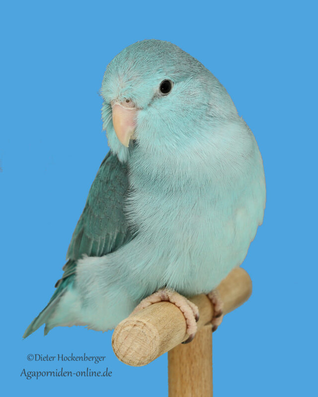 Ein Blaugenick-Sperlingspapagei sitzt aufrecht auf einer schmalen Stange vor einem ruhigen, blauen Hintergrund.