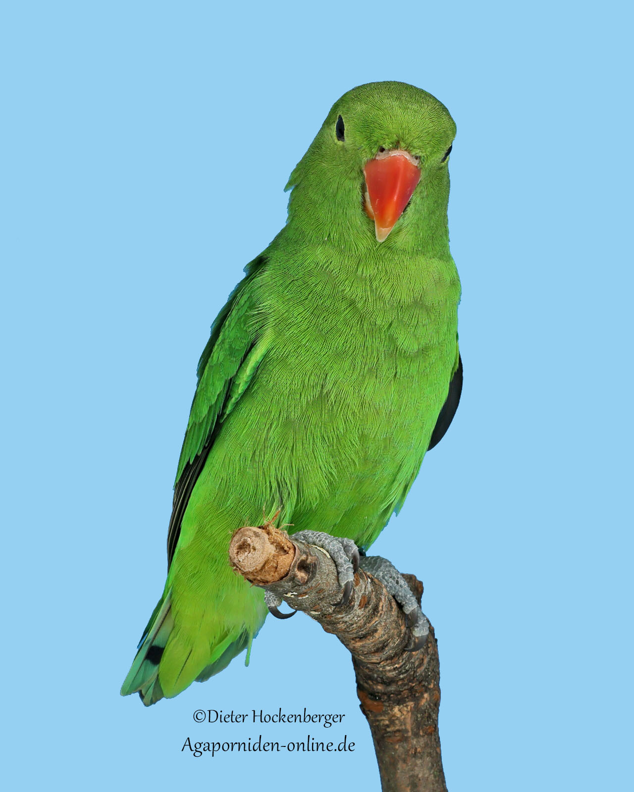 AGZ‑Europasieger 2026 Vierer‑Stämme C‑Vogel: weiblicher Agapornis taranta (Bergpapagei).