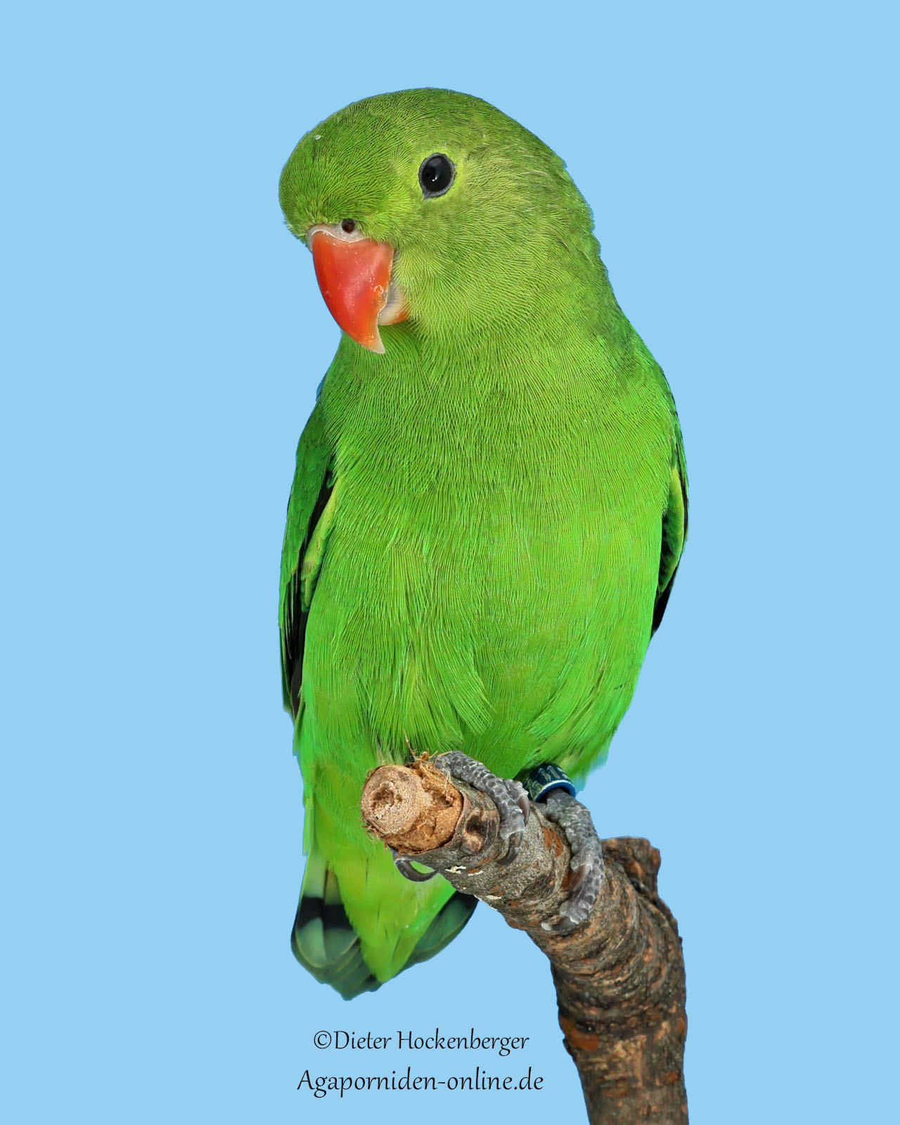 AGZ‑Europasieger 2026 Vierer‑Stämme D‑Vogel: weiblicher Agapornis taranta (Bergpapagei).