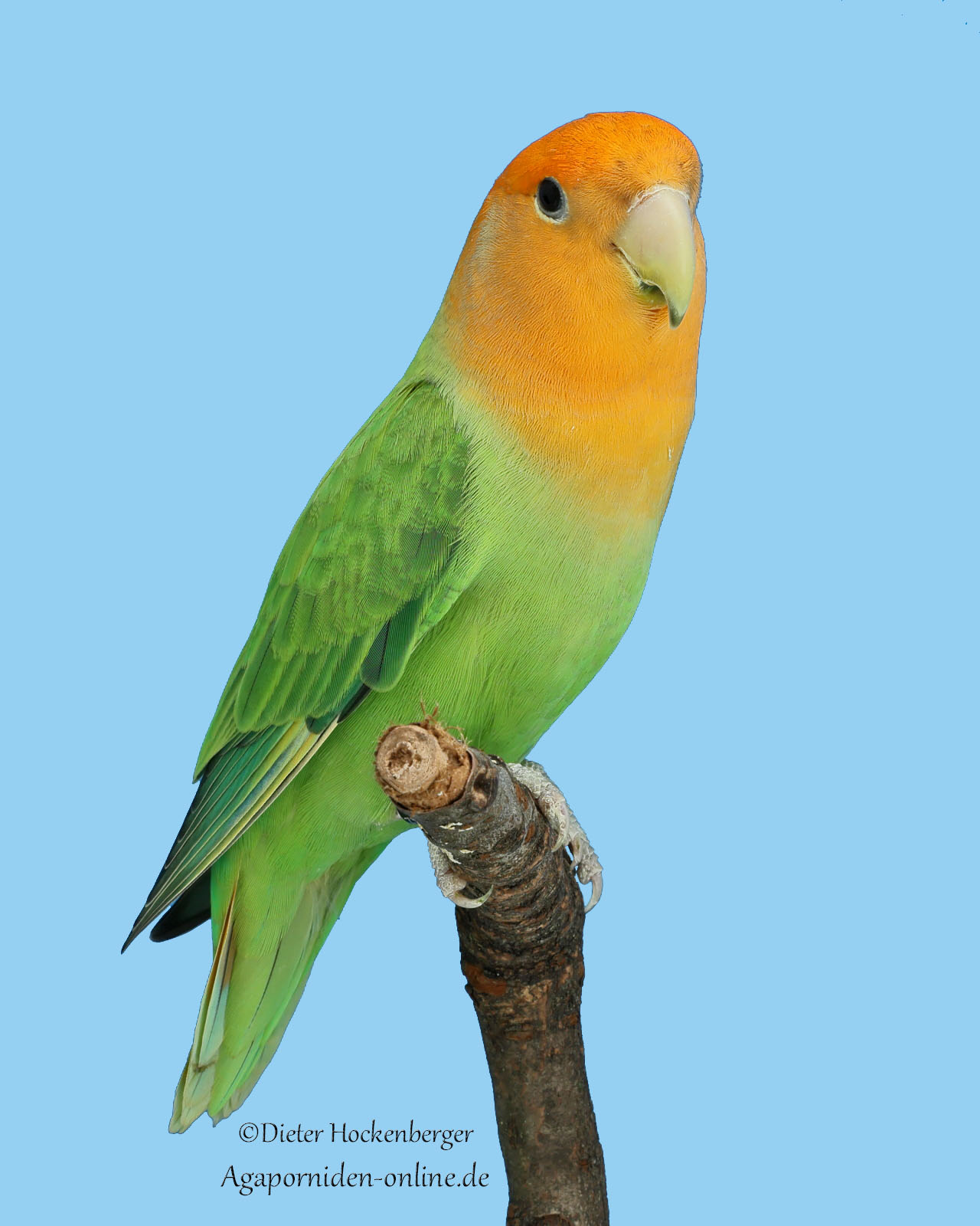 AGZ‑Europagruppensieger 2026: Agapornis roseicollis Opalin‑Grün (A‑Vogel der Vierer‑Kollektion)