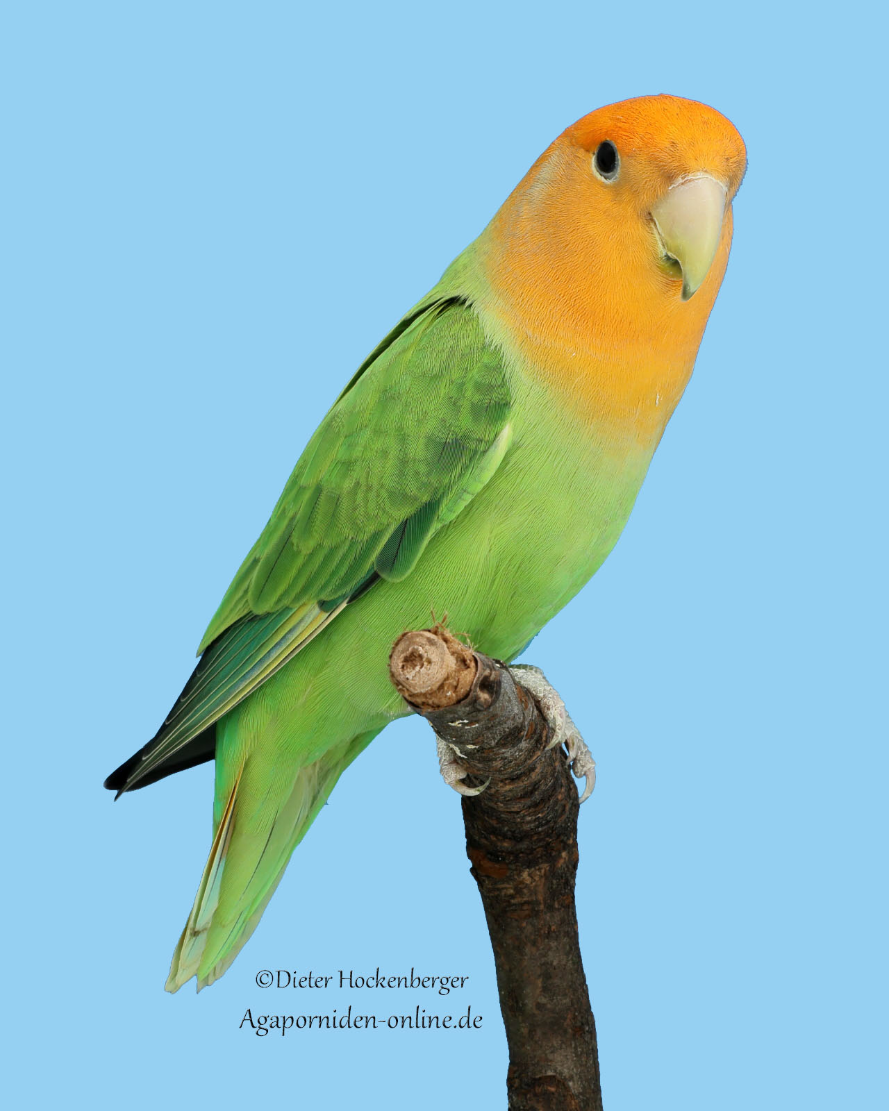 AGZ‑Europagruppensieger 2026: Agapornis roseicollis Opalin‑Grün (B‑Vogel der Vierer‑Kollektion)