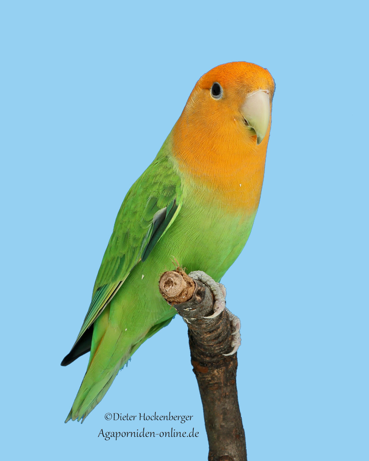 AGZ‑Europagruppensieger 2026: Agapornis roseicollis Opalin‑Grün (C‑Vogel der Vierer‑Kollektion)