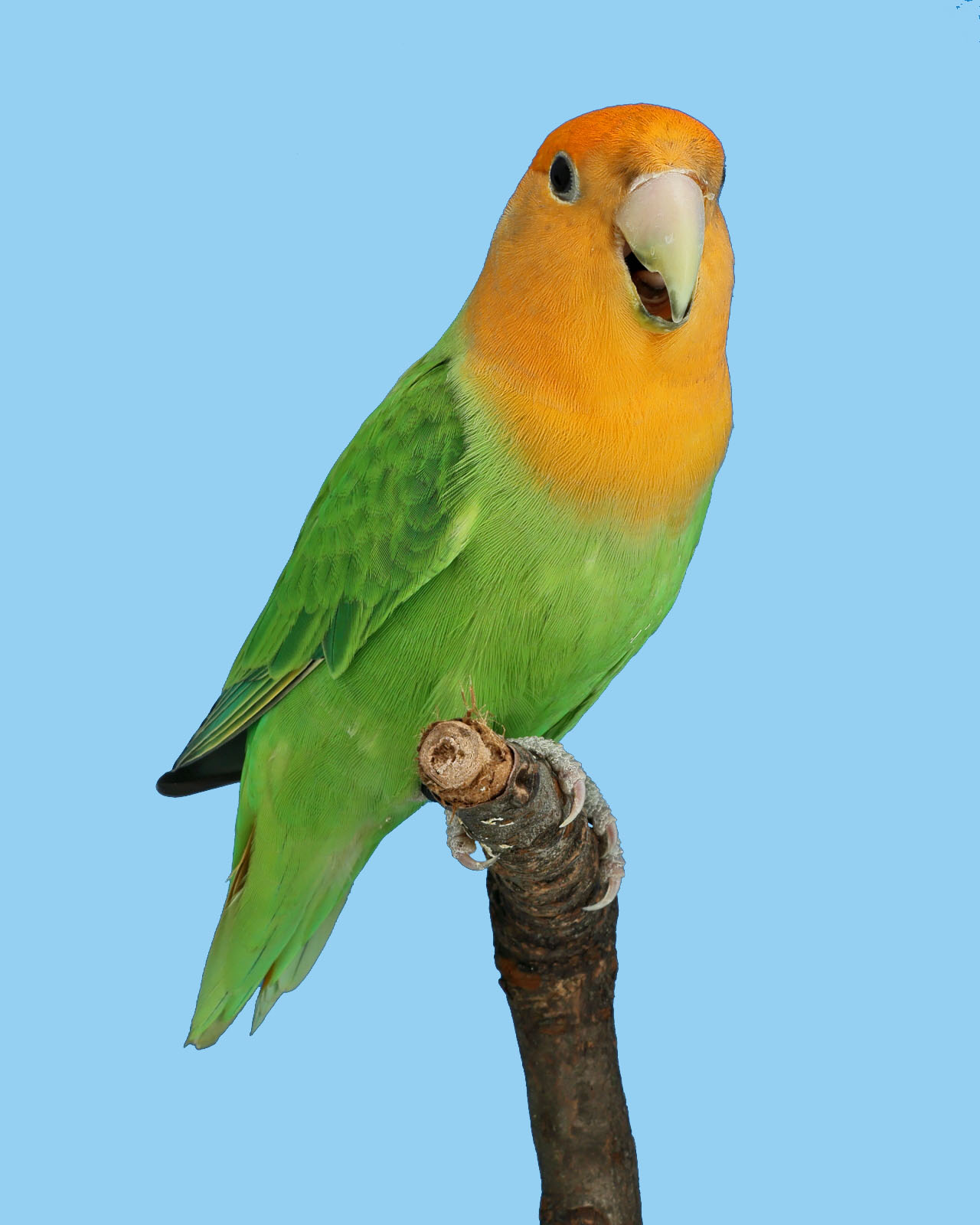 AGZ‑Europagruppensieger 2026: Agapornis roseicollis Opalin‑Grün (D‑Vogel der Vierer‑Kollektion)