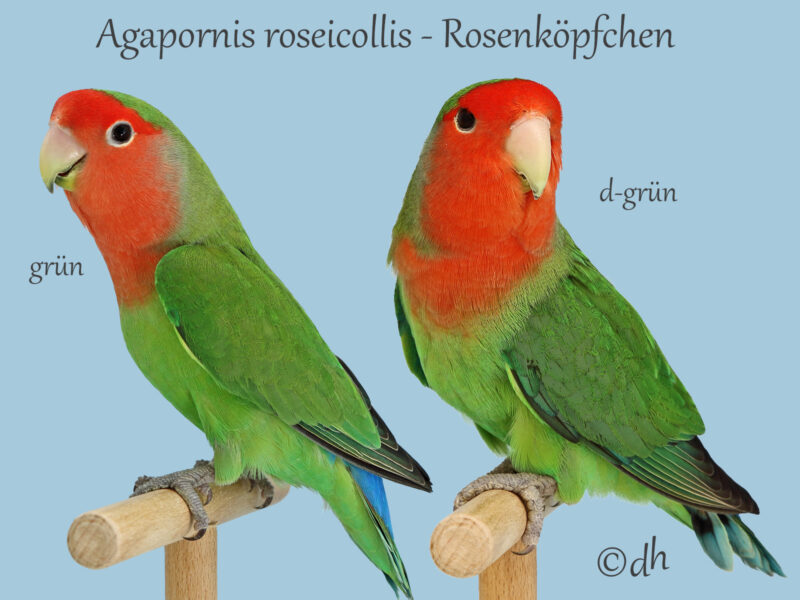 Bild zeigt Agapornis-roseicollis Rosenköpfchen grün-und Mutation dunkelgrün d-grün