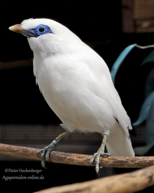 Balistar (Leucopsar rothschildi) Volierenaufnahme