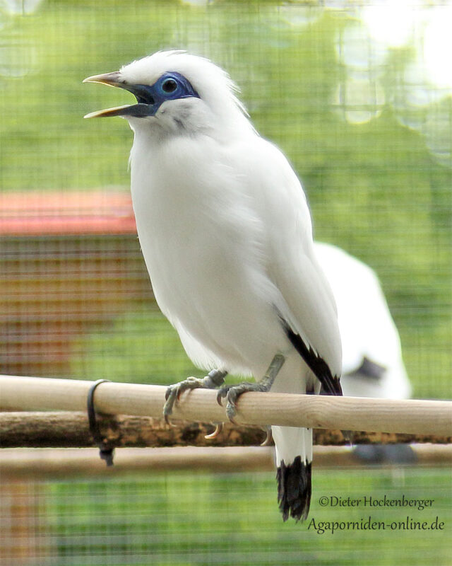 Balistar (Leucopsar rothschildi) Volierenaufnahme