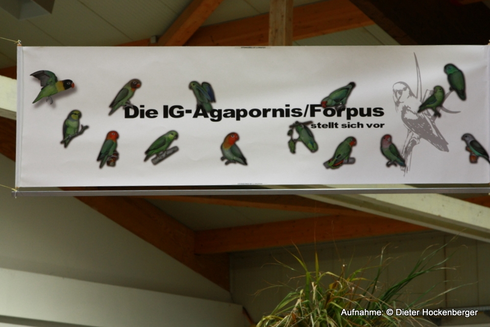Banner-AZ-IG-Agapornis-Forpus-Sonderschau-2013
