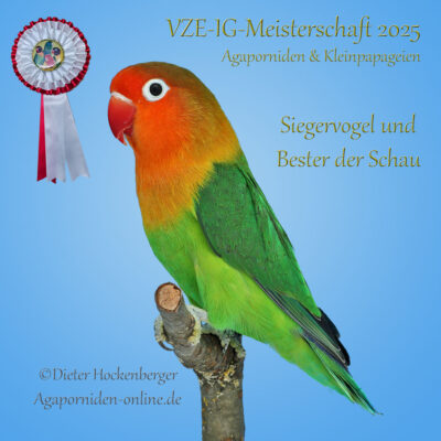 Pfirsichköpfchen (Agapornis fischeri) in Seitenansicht, Champion der VZE-IG Meisterschaft 2025 in Hohndorf, gezüchtet von Dieter Hockenberger