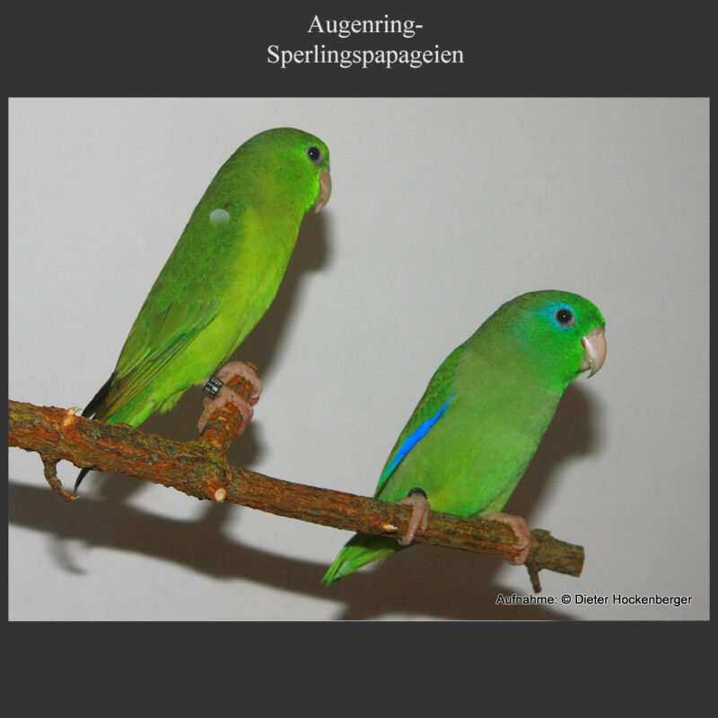 Beitragsbild Augenring-Sperlingspapagei (Forpus conspicillatus)