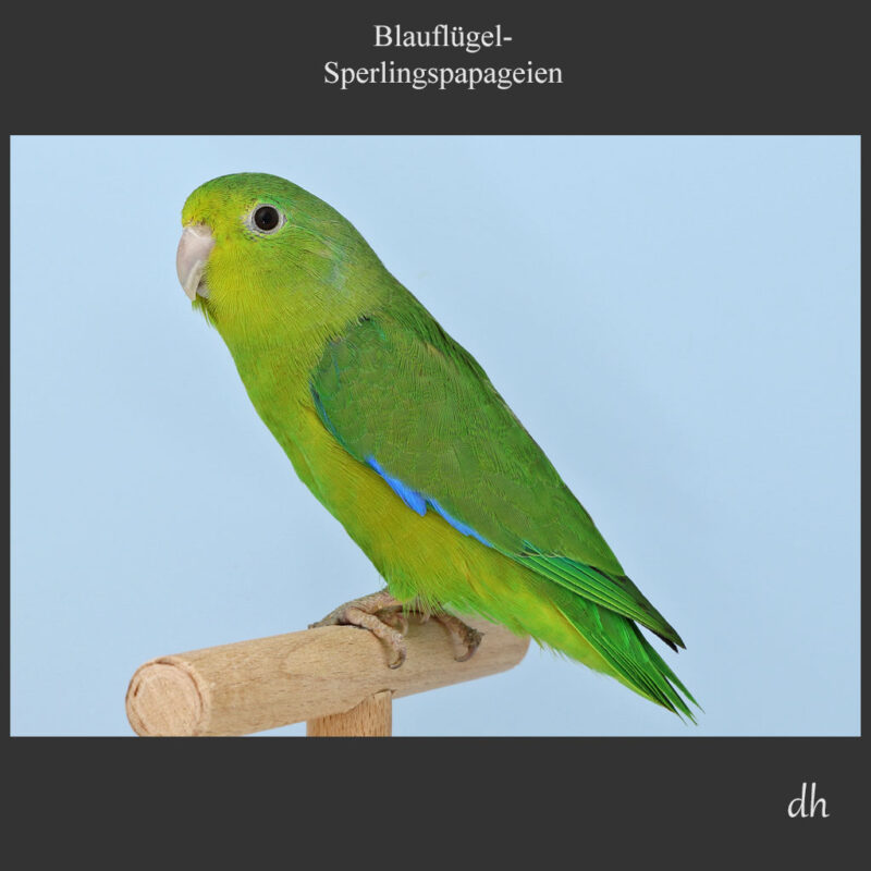 Beitragsbild Blauflügel-Sperlingspapagei (Forpus crassirostris vividus)
