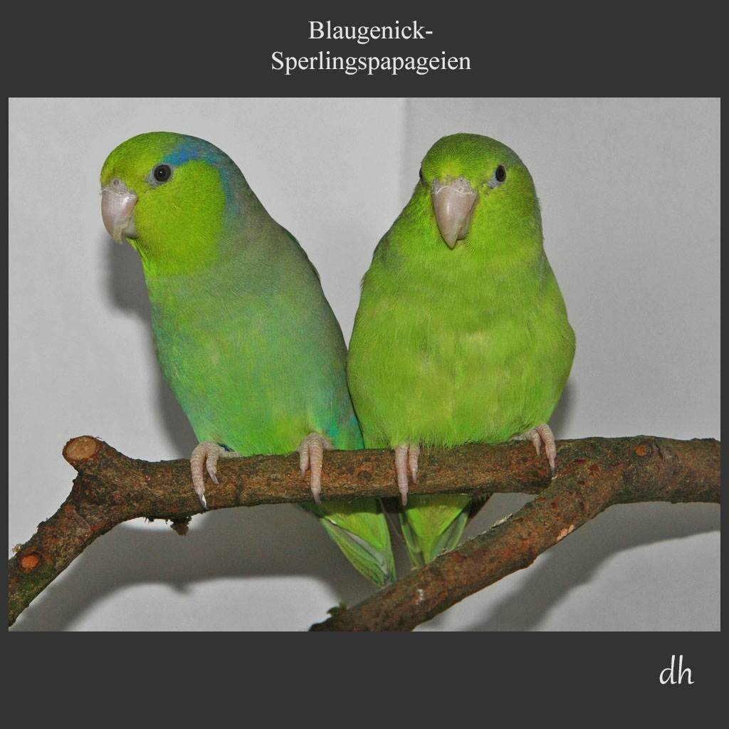 Blaugenick-Sperlingspapagei (Forpus coelestis)