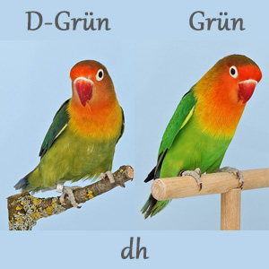 Beitragsbild Dunkelfaktoren bei Agaporniden als „D“ und „DD“ bezeichnet. Pfirsichköpfchen D-Grün links und Pfirsichköpfchen grün rechts.