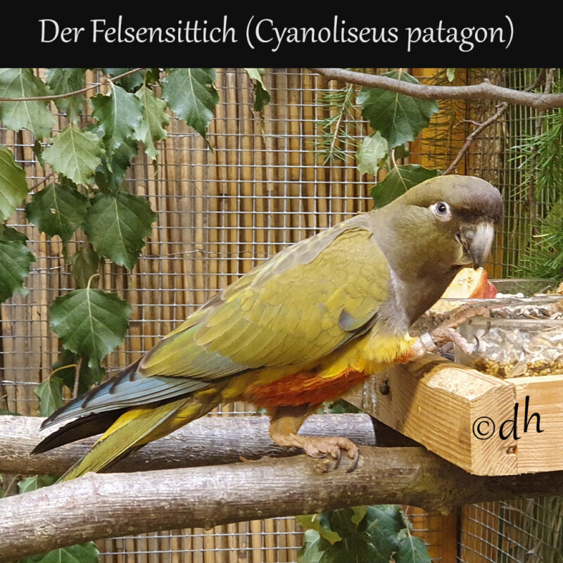 Beitragsbild Felsensittich (Cyanoliseus patagonus)