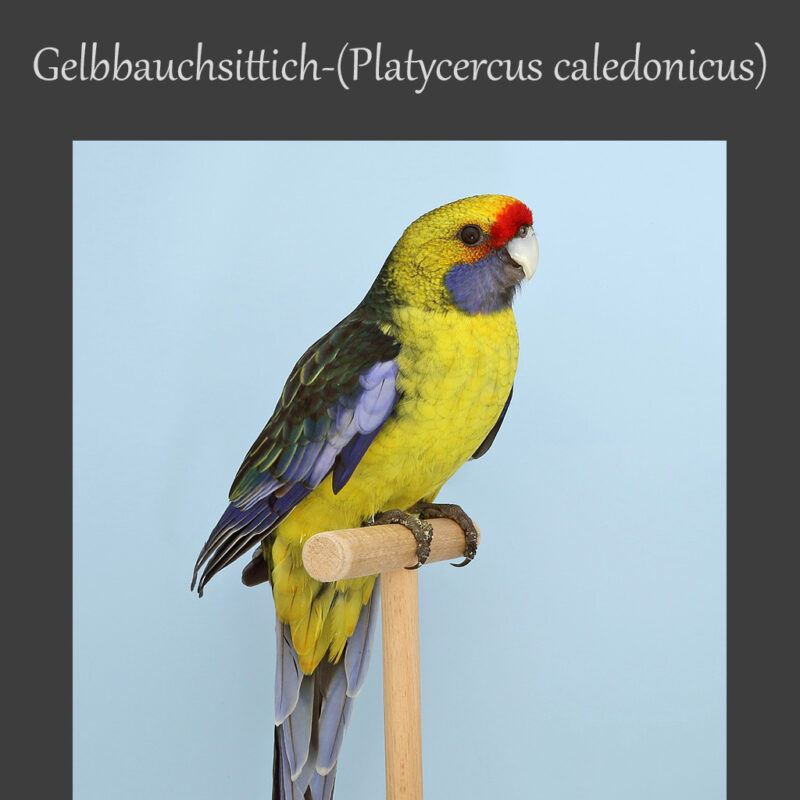Beitragsbild Gelbbauchsittich (Platycercus-caledonicus)