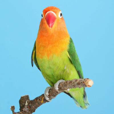 Beitragsbild-Pfirsichköpfchen-Einzelvogel