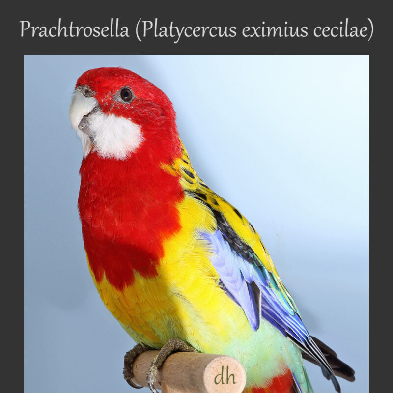 Beitragsbild: Prachtrosella (Platycercus eximius cecilae)