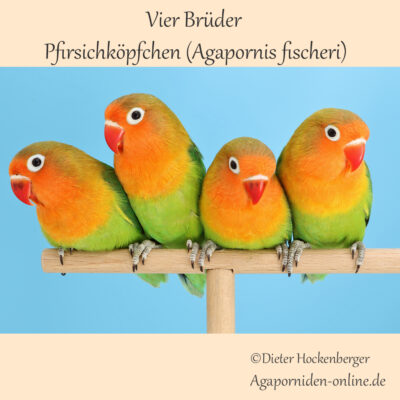 Beitragsbild: Vier Brüder Pfirsichköpfchen (Agapornis-fischeri) Jungvögel