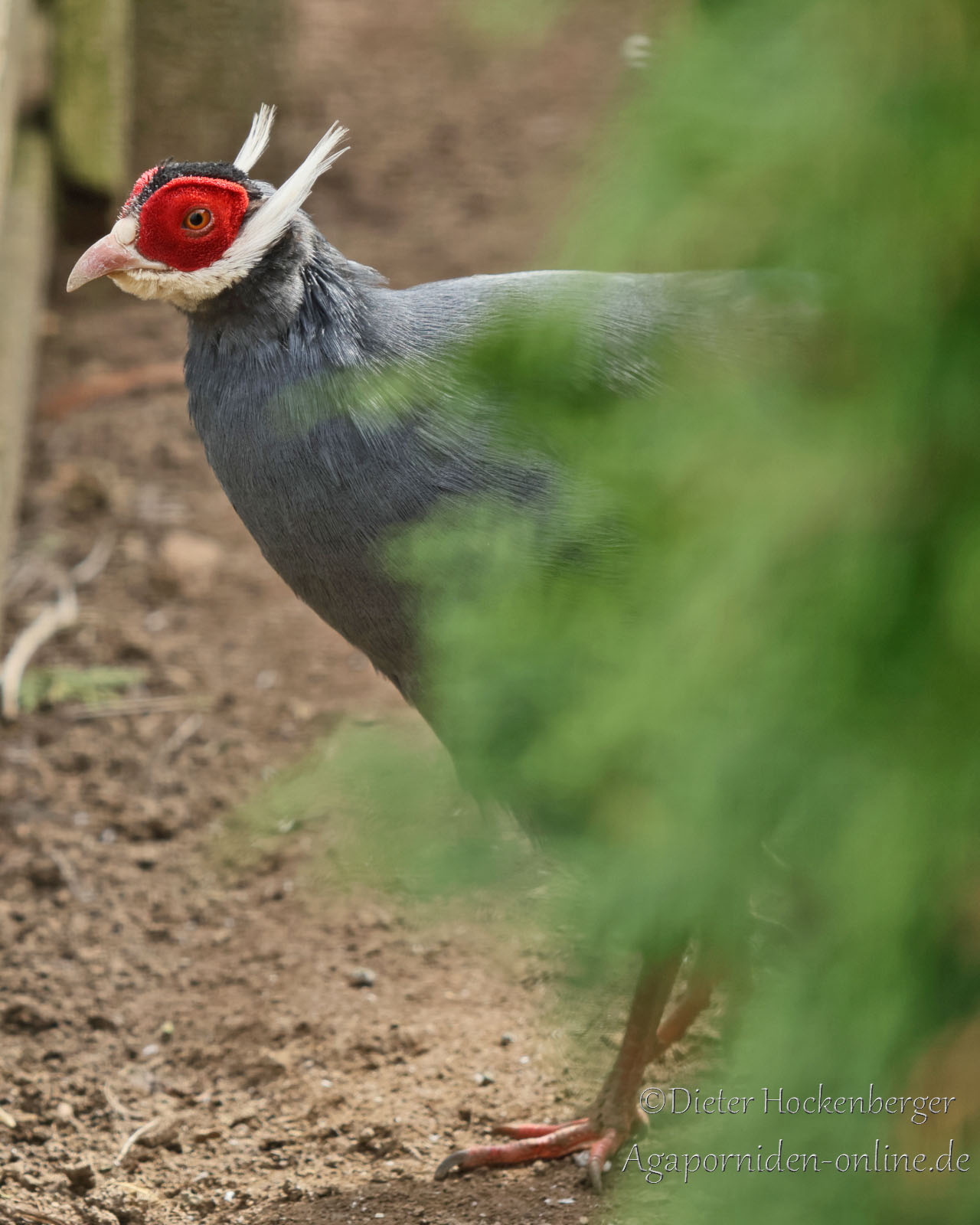 Blauer Ohrfasan (Crossoptilon auritum) – Kopf und Hals in Seitenansicht, teilweise von grüner Konifere verdeckt.