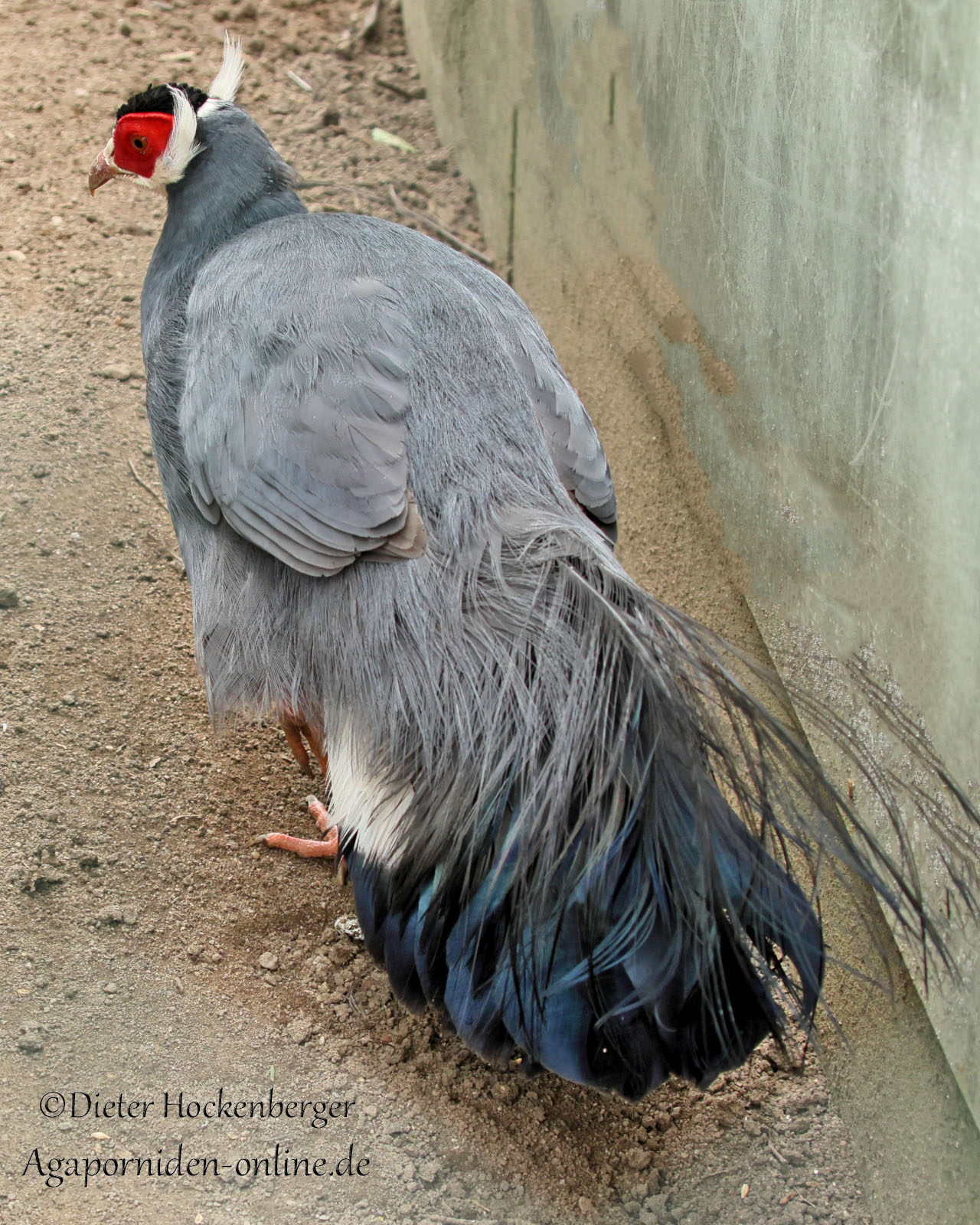 Blauer Ohrfasan (Crossoptilon auritum) steht auf dem Boden, in Rückansicht mit leicht nach links gedrehtem Kopf.
