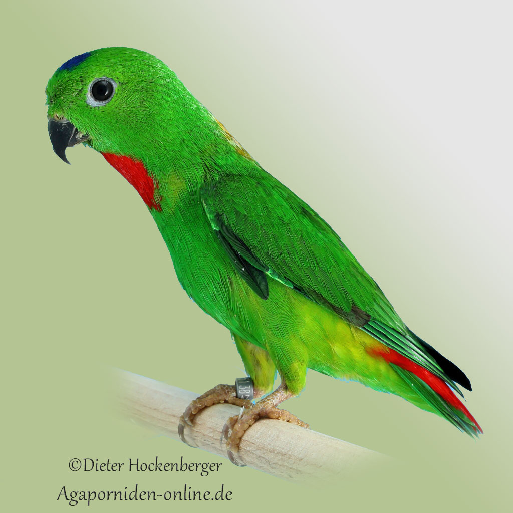 Blaukrönchen (Loriculus galgulus)