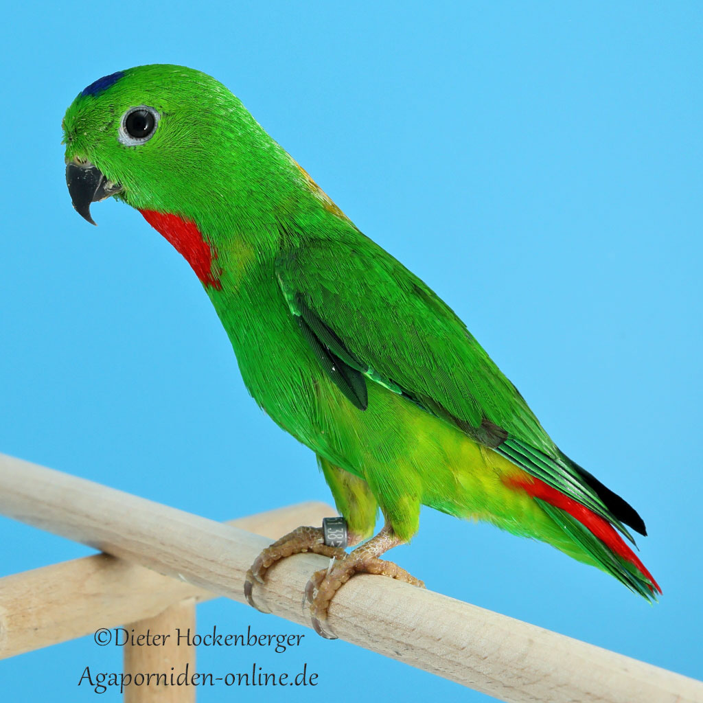 Blaukrönchen (Loriculus galgulus)