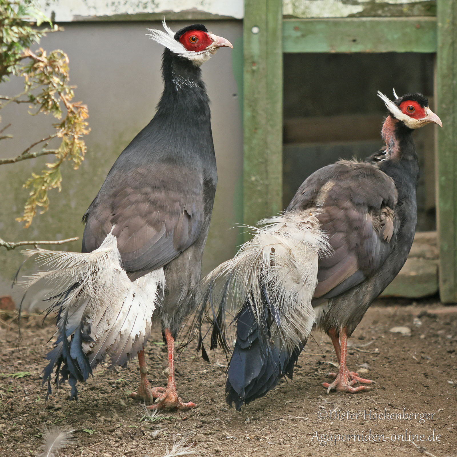 Zwei Braunflügel‑Ohrfasane (Crossoptilon mantchuricum) in Rückansicht, beide blicken nach rechts.