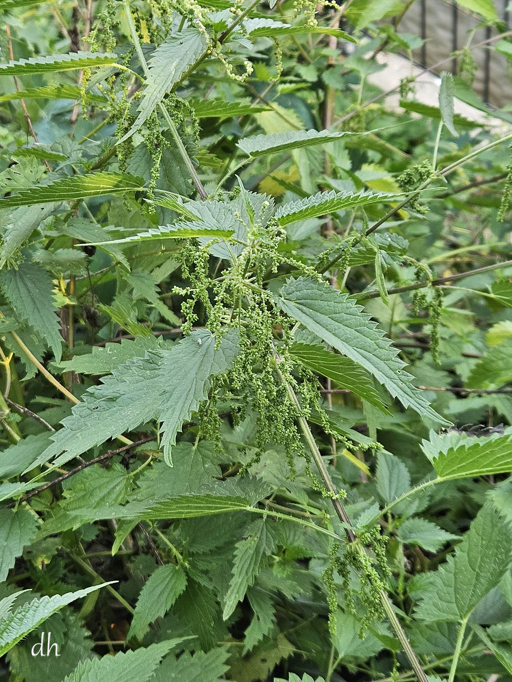 Brennnessel (Urtica dioica)
