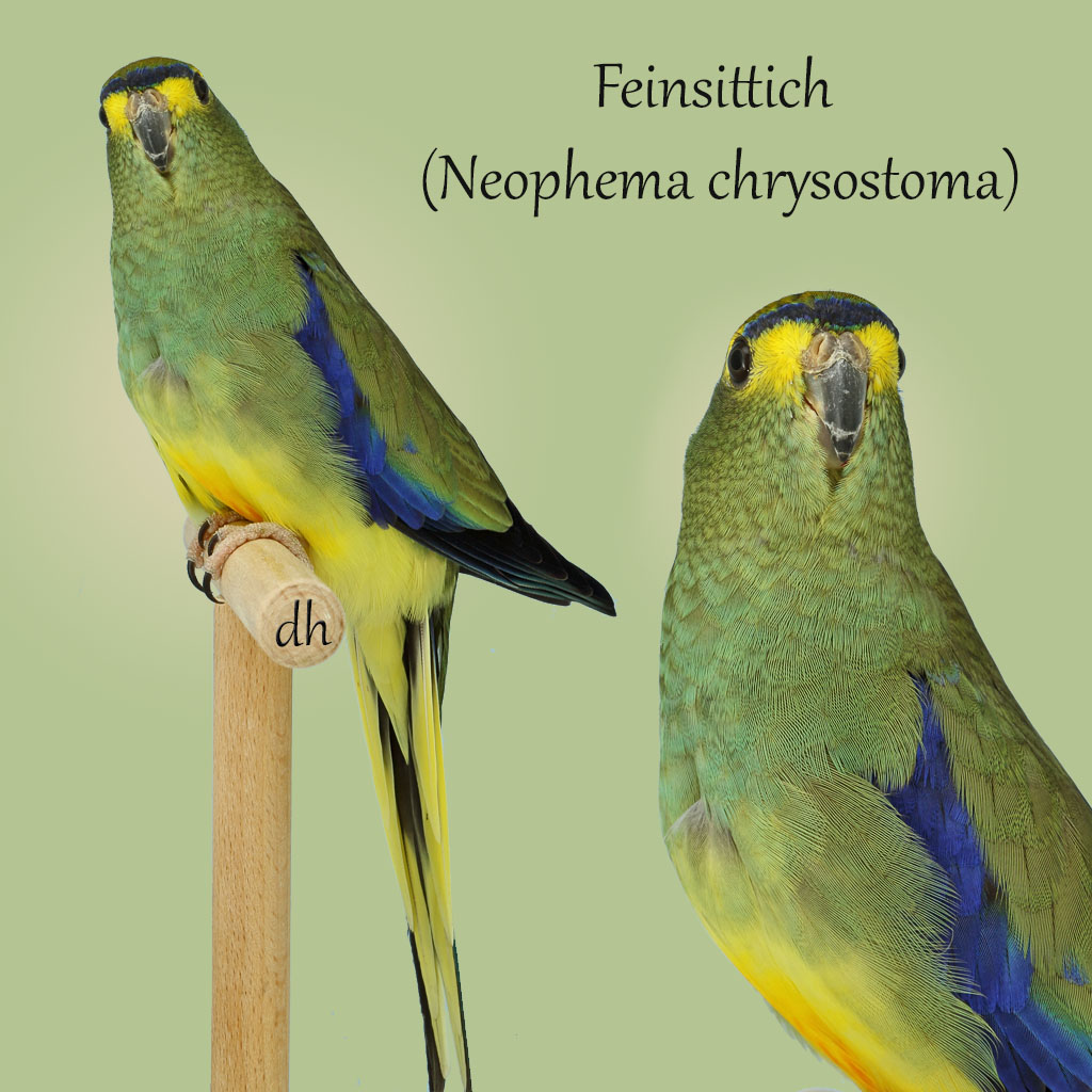 Feinsittich (Neophema chrysostoma)