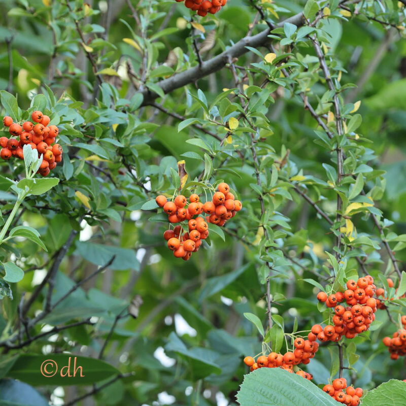 Feuerdornzweig mit dichten Trauben reifer Beeren