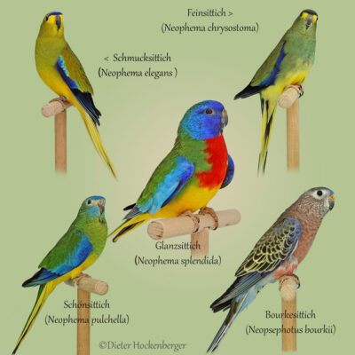 Gattungen: Neophema und Neopsephotus. zusehen sind Schmucksittich, Feinsittich, Glanzsittich, Schmucksittich und der Bourkesittich