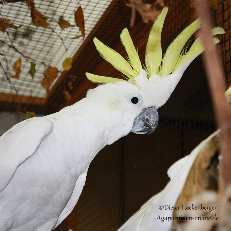 Gelbhaubenkakadu (Cacatua galerita). Das Bild zeigt den Kakadu mit aufgestellter gelber Haube.