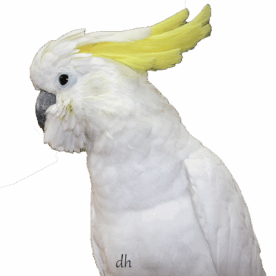 Gelbhaubenkakadu (Cacatua galerita)-Transparent
