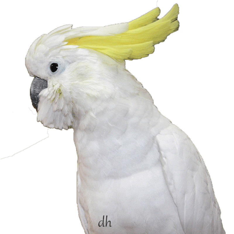 Gelbhaubenkakadu (Cacatua galerita)-Transparent