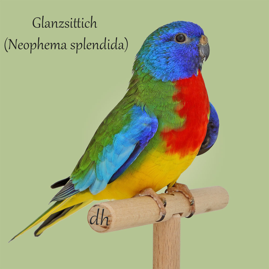 Glanzsittich (Neophema splendida)