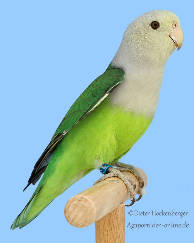 Grauköpfchen (Agapornis cana) wildfarbig