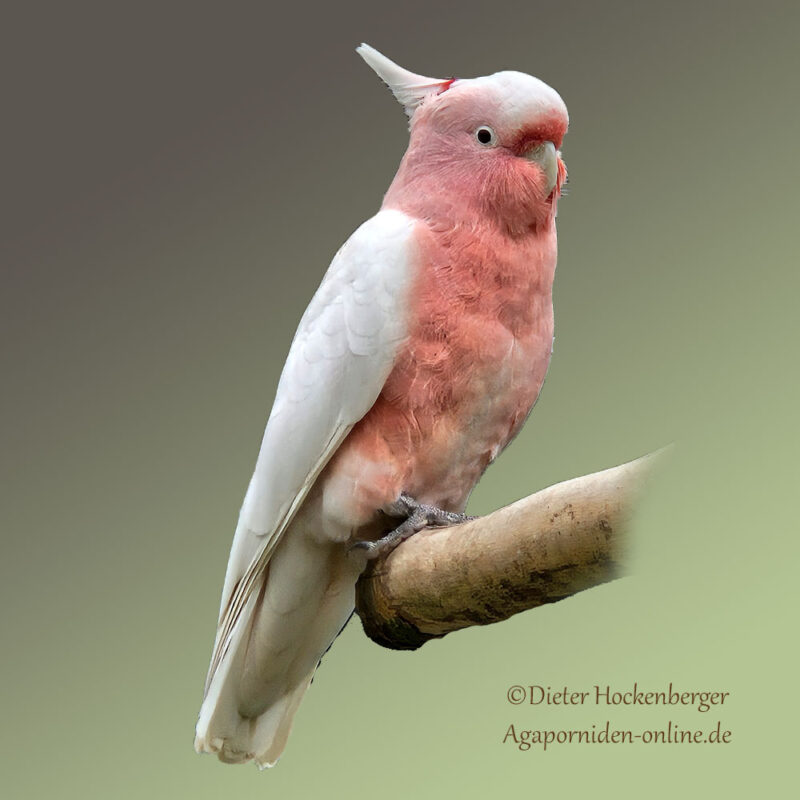 Inkakakadu (Lophochroa leadbeateri)-Titelbild
