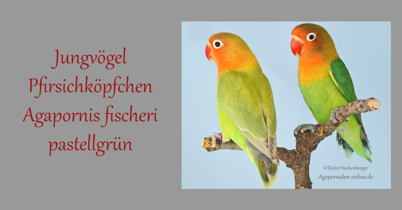 Jungvögel-Pfirsichköpfchen-Agapornis fischeri-pastellgrün