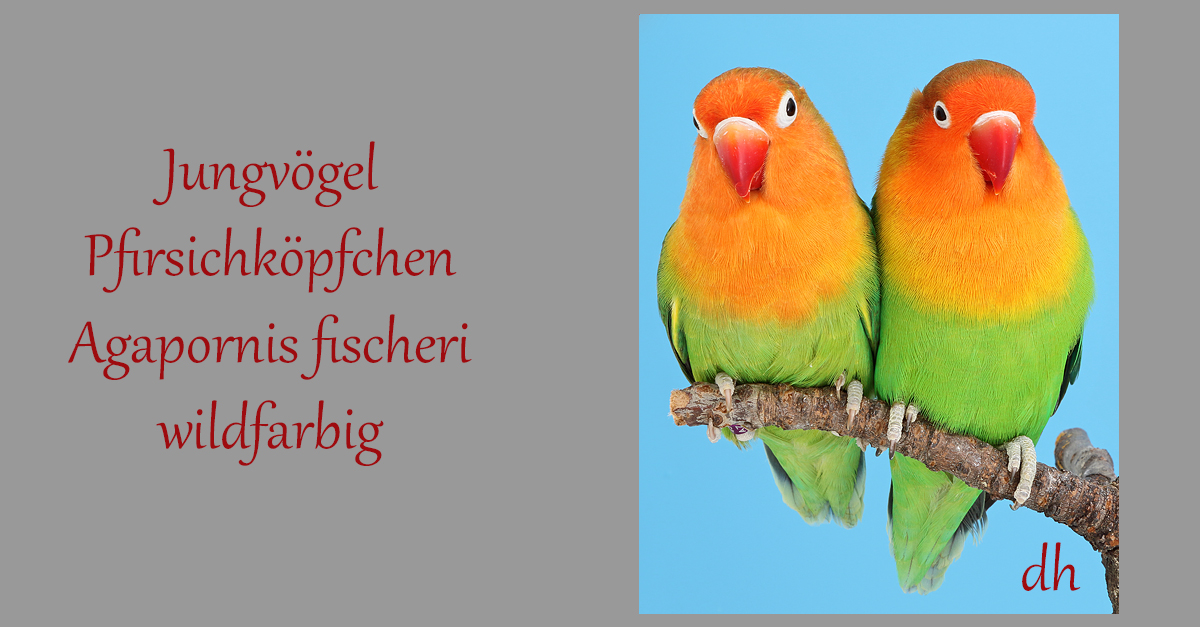 Jungvögel-Pfirsichköpfchen-Agapornis fischeri-wildfarbig