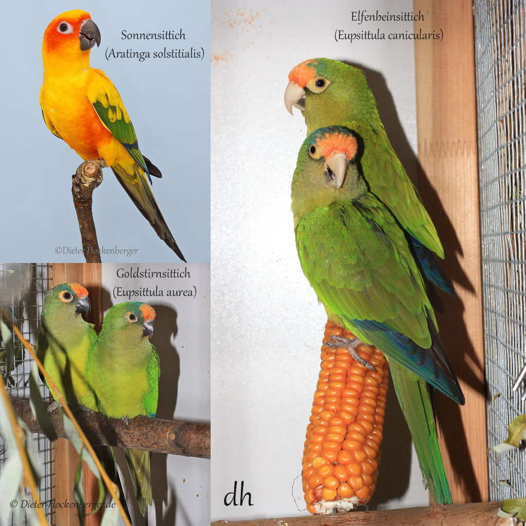 Aratinga Keilschwanzsittiche (Spix, 1824)