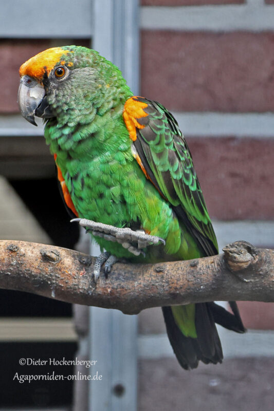 Kongopapagei (Poicephalus gulielmi)