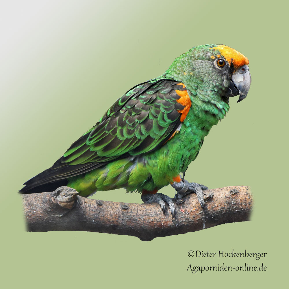 Kongopapagei (Poicephalus gulielmi)