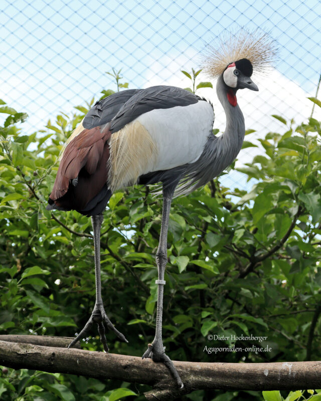 Kronenkranich (Balearica regulorum) in seiner ganzen Pracht, auf einem Ast stehent.