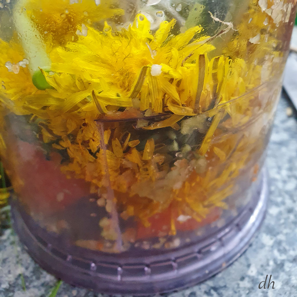 Bild Löwenzahnblüten gemixt Löwenzahn Pusteblume (Taraxacum) Futtermischung für meine Agaporniden