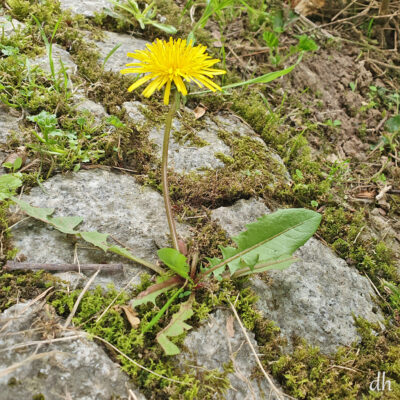 Bild für Seite Löwenzahn Pusteblume Löwenzahnpflanze einsam am Wegesrand.