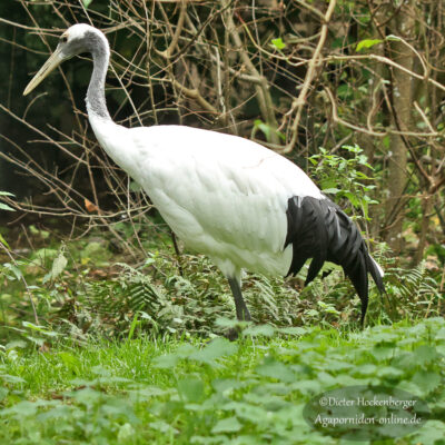 Mandschurenkranich steht m grünen Gras im Vogelpark Marlow