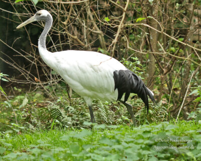Mandschurenkranich steht seitlich im grünen Gras im Vogelpark Marlow