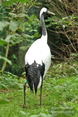 Mandschurenkranich steht aufrecht im grünen Gras im Vogelpark Marlow