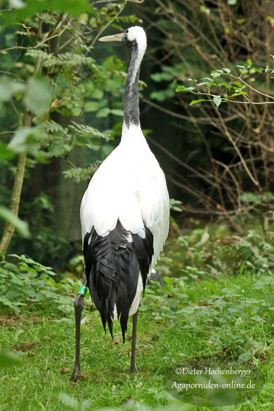 Mandschurenkranich steht aufrecht im grünen Gras im Vogelpark Marlow